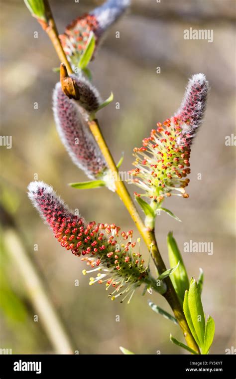 A Late Spring Emergence Of Flowering Pussy Willow Catkins Possibly Salix Caprea Male Taken In