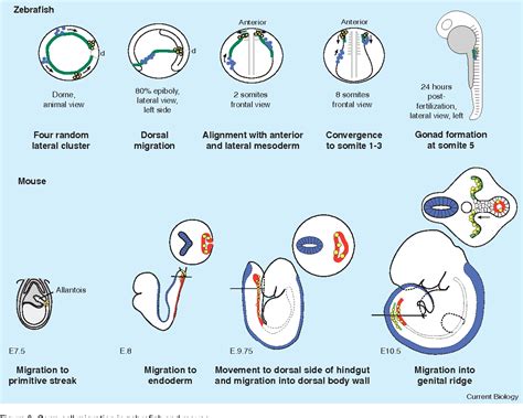 Germ Cell Specification and Migration in Drosophila and beyond ...