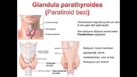 Endokrin Sistem Anatomisi Youtube