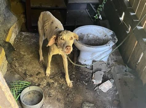 Animais Em Situa O De Maus Tratos S O Resgatados Na Serra Ga Cha