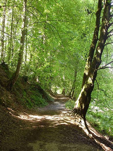 Allée forestière du Vallon de Salut Forêts Bagnères de Bigorre