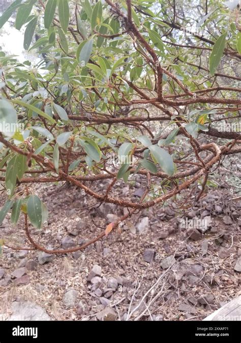 Arizona Madrone Arbutus Arizonica Plantae Stock Photo Alamy