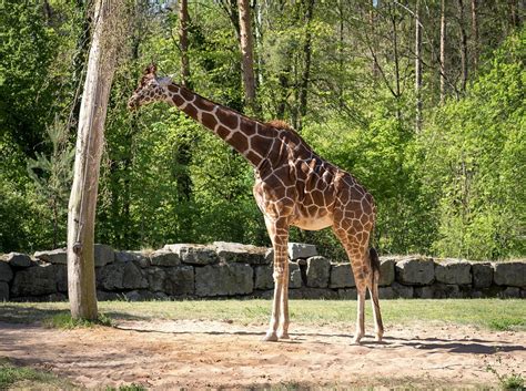 Zoo Tiergarten Nuremberg - Free photo on Pixabay - Pixabay