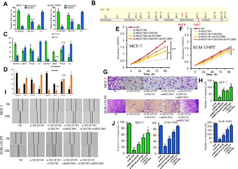 LncRNA NEAT1 Facilitates Cell Proliferation Invasion And Migration By