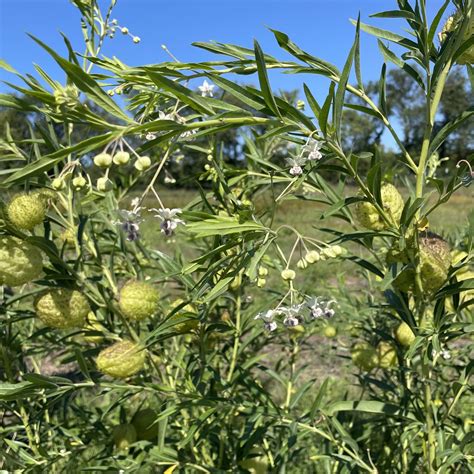Hairy Balls Milkweed (Gomphocarpus) – Hudson Valley Seed Company
