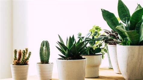 Plantas Que Debes Colocar En La Entrada De Tu Casa Para Alejar Envidias