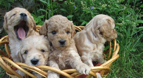 DANDY'S DOODLES Miniature Goldendoodles