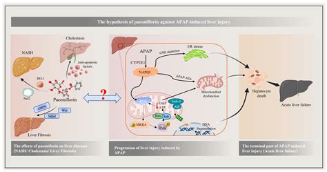 Molecules Free Full Text Paeoniflorin Protects Against