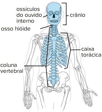 O Que É O Esqueleto Axial - Esqueleto axial e apendicular - Nome dos ossos e anatomia