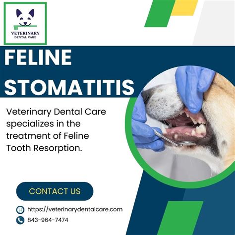 A Comprehensive Guide To Feline Tooth Resorption Veterinary Dental