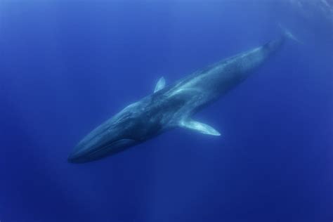 "Fin Whale"-Bilder: Stock-Fotos & -Videos. | Adobe Stock