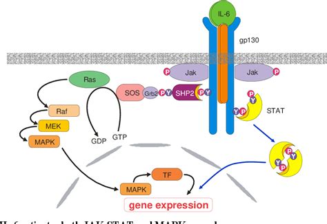 Regulation Of Suppressor Of Cytokine Signalling Expression By The Pro