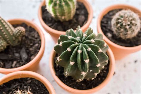 Tips For Growing Echinopsis Sea Urchin Cactus Indoors