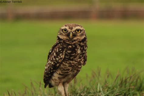 Ficaoclick Coruja Buraqueira Athene Cunicularia