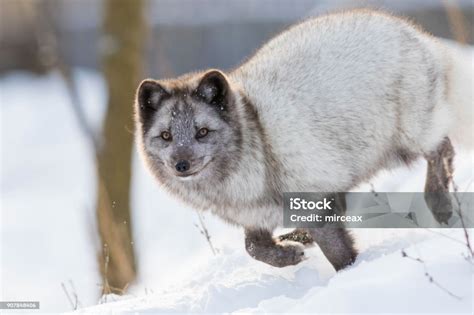 Silver Arctic Fox Stock Photo - Download Image Now - Activity, Animal ...