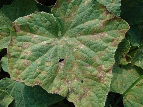 Cucurbit Downy Mildew Confirmed in Southern NJ – 7/22/14 — Plant & Pest