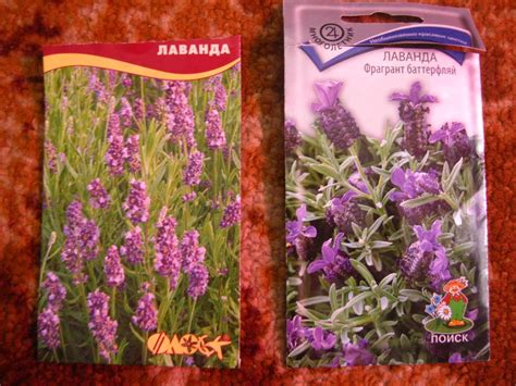 как посадить лаванду семенами | Flower garden, Horticulture, Plants