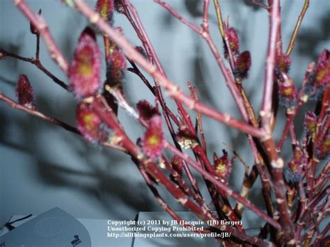 Black Pussy Willow In The Trees And Shrubs Forum Garden Org