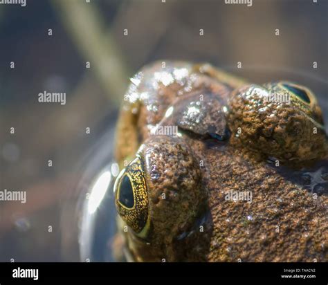 Closeup detailed portrait of a green frog's head and eyes - top down
