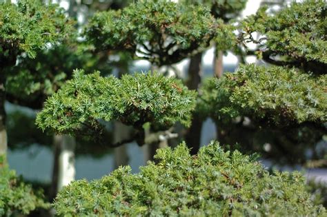 Foemina Juniper Bonsai At The National Arboretum Washington Dc Flickr Photo Sharing