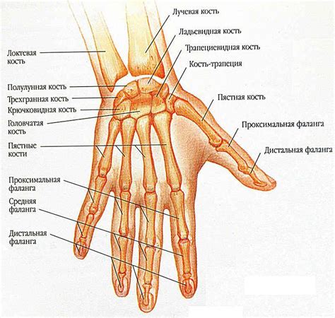 сколько костей в кисти человека - Школьные Знания.com