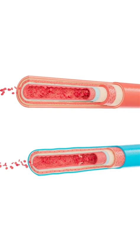 vein and artery anatomy | Stock Video | Pond5