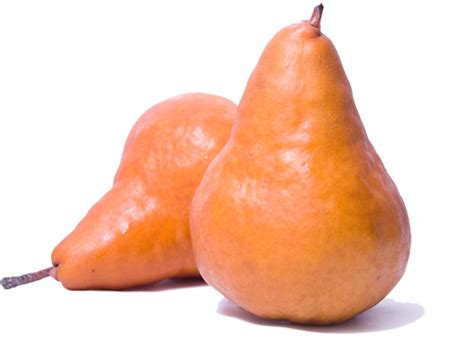 Бере Боск Груша Характеристика Фото – Telegraph