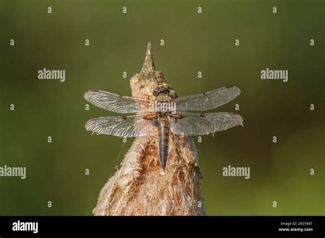 Libellula Quadrimaculata Known As Four Spotted Chaser Four Spotted