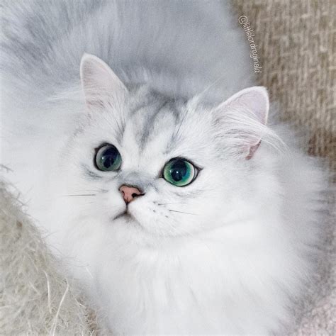 Пин от пользователя Beatrice Impronta на доске AnimaLove | Самые милые ...