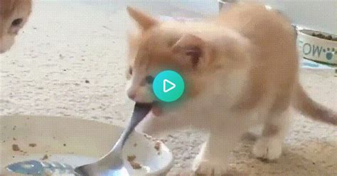 I Can Spoon Like Hooman Hurr Durr  On Imgur