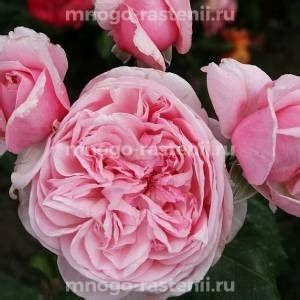 Саженцы роз купить в Москве недорого, цена от питомника производителя