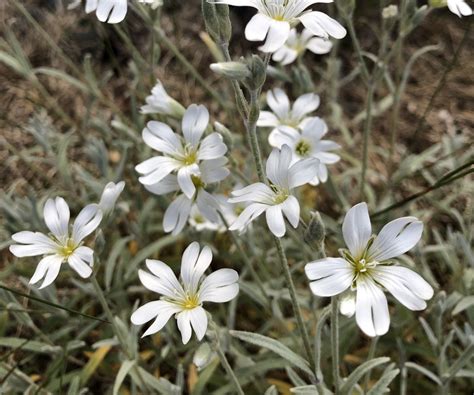 Silver Foliage Drought Tolerant Plants
