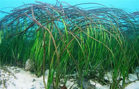 Eelgrass Zostera Marina Seashore To Forest Floor