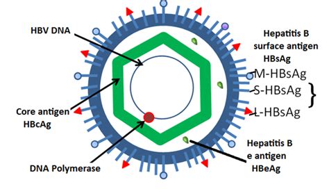 About Hepatitis B What Do You Need To Know Cusabio