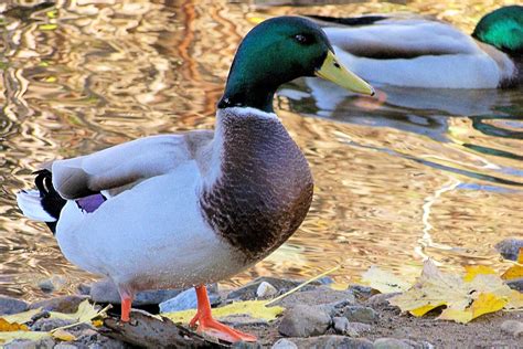 Aunt Tina S Yard The Naked Duck