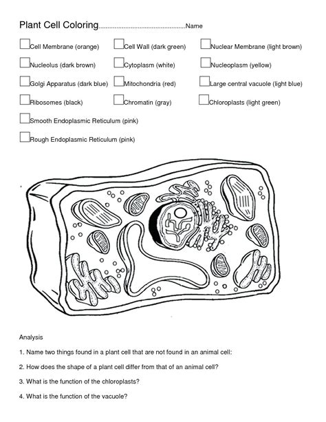 animal cell color worksheet alajnabiacom