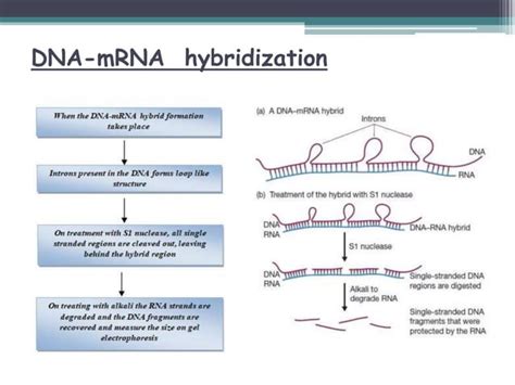 S1 Nuclease Mapping