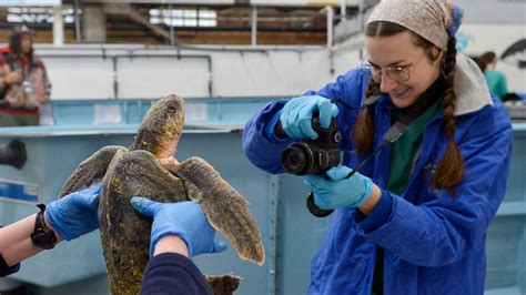 Rescuers save sick sea turtles from cold Cape Cod waters. Here's how.