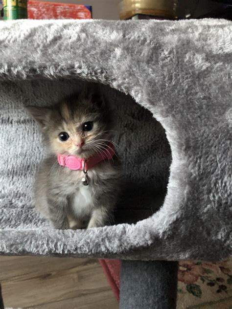 I rescued a 2 week old kitten 3 weeks ago and while she still needs