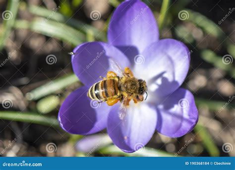 One Of The First Bees In The Year Can Be Seen On One Of The First