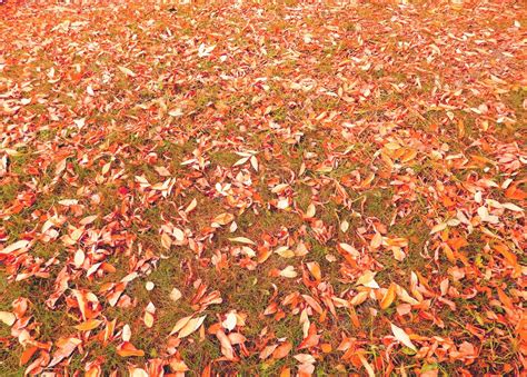 Premium Photo | Fall orange leaves autumn floral banner wallpaper ...