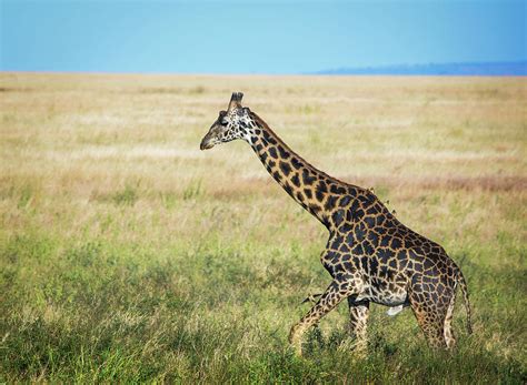 Giraffe Colors Photograph By Vicki Jauron Fine Art America