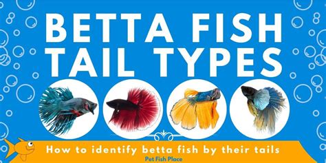 Betta Fish Tail Types - Pet Fish Place