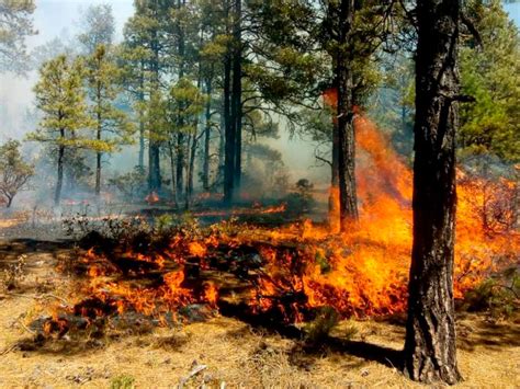 Siguen Activos Incendios En Chihuahua