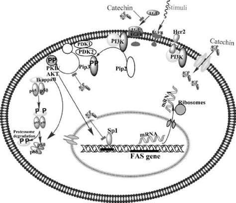 3 Epigallocatechin Gallate EGCG Induced Suppression Of Fas Gene