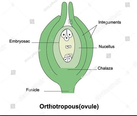 Difference Between Anatropous And Orthotropous Ovule Relationship Between