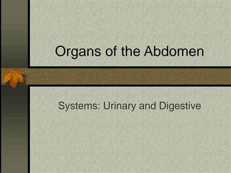 solution anatomy   organs  abdomen studypool