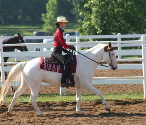 The Rare Medicine Hat Paint Horse: Fascinating Facts