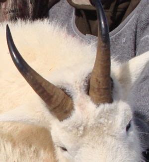 Mountain Goat Sex Identification And Field Judging Pursuit With Cliff