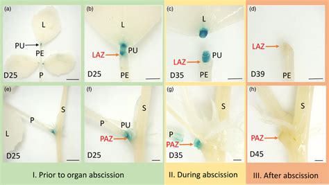 gus staining  leaflet pulvinus region  petiole pulvinus region